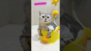 Cat Enjoys New Bath Experience 💕 animals cat stories [upl. by Tripp132]