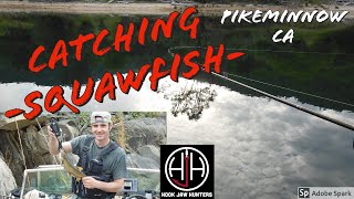 PIKEMINNOW Fishing  using lures and worms to catch PIKEMINNOW in 2020 HJH Team CA [upl. by Nnahtur]