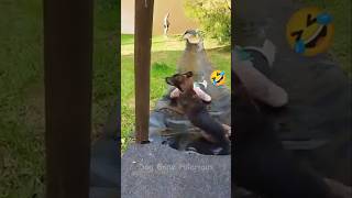 Slippery Paws  Dog Gone Hilarious 🐶🛷 funny [upl. by Enaitsirhc108]