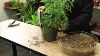 How to Plant an Arboricola  Gardening amp Plant Care [upl. by Hauhsoj]