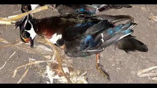 Banded Wood Duck in a Field [upl. by Gibun]