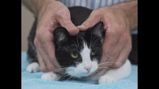 How to pick up a cat like a pro  Vet advice on cat handling [upl. by Naujaj]