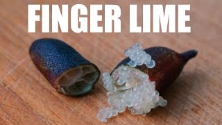 Australian FINGER LIME Taste Test  Fruity Fruits [upl. by Dallman]