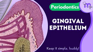 Gingival Epithelium  Layers  Microscopic features  Differences  Periodontology  Animated [upl. by Kolosick56]