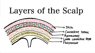 The layers of the Scalp  Anatomy [upl. by Ntsud]