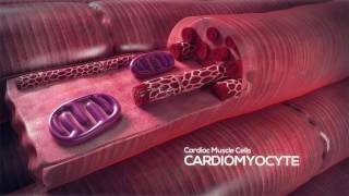 How the Heart Works Video Cardiomyocyte [upl. by Katerine]