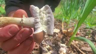 The Mushroom Every Garden Should Have Stropharia  Wine Cap [upl. by Celesta973]