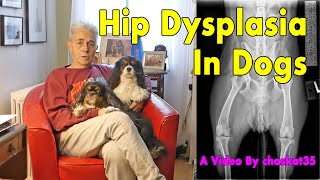 Hip Dysplasia In Dogs [upl. by Magee175]