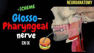 CN 9 Glossopharyngeal nerve SIMPLE Scheme  Visuals [upl. by Trudi]