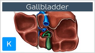 Gallbladder  Definition Function amp Location  Human Anatomy  Kenhub [upl. by Anelrihs]