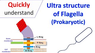 Ultrastructure of Flagella Prokaryotic [upl. by Alake]