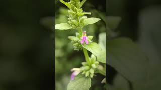 Flowers of Anisomeles indica botanicalgarden medicinal garden odisha [upl. by Ecirtahs467]