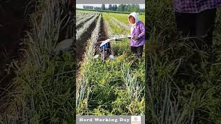 Hard Working Day 219 The Process Of Growing Green Onions [upl. by Attenwad362]