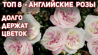 Розы ДОстина  8 самых устойчивых и прекрасных сортов [upl. by Ambrogino189]