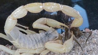 Scorpion Stings Its Prey Cricket [upl. by Celie]