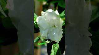 Alaska White Azalea Patio Tree Gorgeous Spring Summer Fall Blooms [upl. by Ahsinel807]