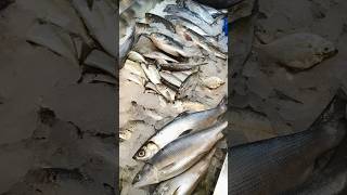 Variety fish 🐟🐠🐟🐠 fishingvideo [upl. by Ynahteb]