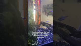 Espécies compatíveis com peixe Betta aquarismo aquarium bettafish peixebetta [upl. by Chansoo]