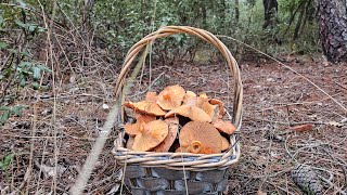 Niscalos de la meseta y SORPRESON de Boletus Aereus [upl. by Violante]