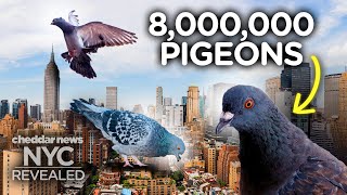 Why There Are So Many Pigeons In New York  NYC Revealed [upl. by Alihs]