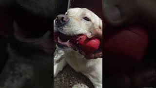 Winner Takes All 🤩😋😁 reels viralvideo viralshorts trending doglover love [upl. by Boiney]