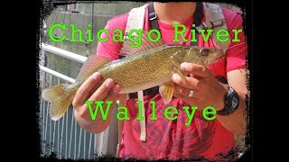 Caught a Walleye while fishing Downtown Chicago River [upl. by Bing963]