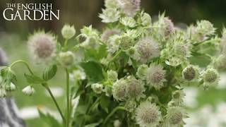 British Flowers Week Astrantias [upl. by Nylra]