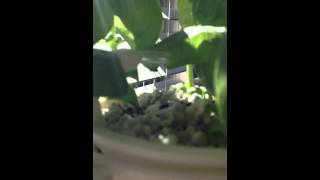 WindowFarm Airlift system [upl. by Schechter]