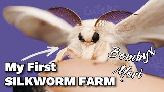 Raising a Silkworm farm Bombyx Mori  CUTEST MOTH [upl. by Etnoj]