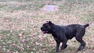 Cane Corso Day To Day [upl. by Kenlee]