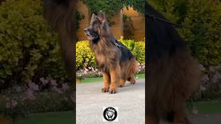 Before amp After Animals Growing Up Amazing Animal Transformation 💥short animalsofyoutube shorts [upl. by Kienan]