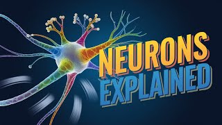 Neurons Explained Animation Types Functions Parts and Structure of Neurons [upl. by Kristof]