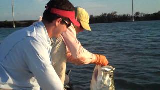 Islamorada Tarpon with Capt Ted Wilson [upl. by Hcirdeirf]