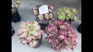 Aeonium on sale 150 for a set 4cluters at Mimi’s nursery 7144891876 [upl. by Ahseal898]