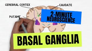 2Minute Neuroscience Basal Ganglia [upl. by Ayek]