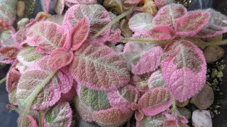 Episcia Tour 2021 and How I Grow Them [upl. by Lezirg685]