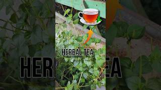 Harbal Tea।দীপ্তলুচিপাতা।Peperomia pellucida🌿gardeningbotanical plants reels youtubeshorts [upl. by Giarla]