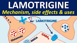 Lamotrigine  Mechanism side effects drug interactions amp uses [upl. by Erminie667]