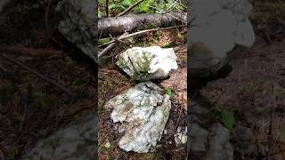 Massive quartz boulder Washington explore nature find rock pnw crystal quartz fyp [upl. by Anyotal]