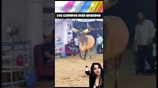 LOS MÁS CORNUDOS 🤣 dance shortsvideo shorts reaccion viralvideo [upl. by Langer]