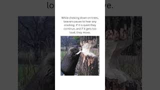 How beavers keep safe from falling trees facts animals beavers fyp [upl. by Ellertnom74]