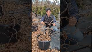 Contorted Filbert Corkscrew Hazel Corylus avellana Contorta delivered by ServeScape [upl. by Auqenahs]