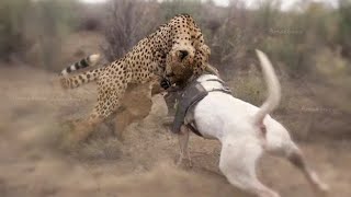 Cuando Un Leopardo Ataca Perros Menos Al Oponente Equivocado Llamado Firulais [upl. by Nabila610]