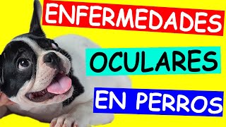 Enfermedades OCULARES y sus TRATAMIENTOS en Perros Lo que Debes Saber [upl. by Teddy291]