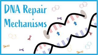 Double Stranded DNA Repair  Homologous Recombination and Nonhomologous End Joining [upl. by Sileas]