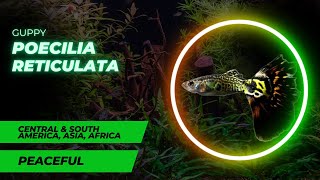 Guppy Poecilia reticulata  Gupik The Dazzling Delights of Aquariums – Species Guide [upl. by Nhguahs]