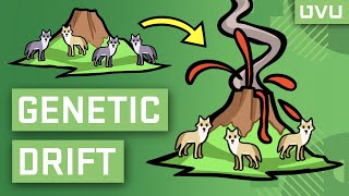 Genetic Drift Explained in Under 2 Minutes [upl. by Elaen910]