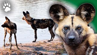 Le chien sauvage dAfrique en danger dextinctions  Lycaon  Documentaire animalier  AMP [upl. by Laehctim]