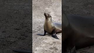 Galápagos sea lion Zalophus wollebaeki pulling itself out galapagos sealion [upl. by Sayres]