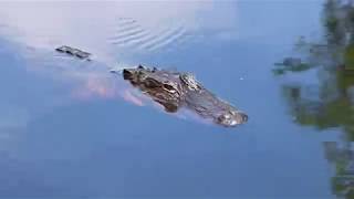 Okefenokee Swamp Overnight Canoe Trip [upl. by Ecinrahs]